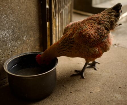 a chicken drinking water