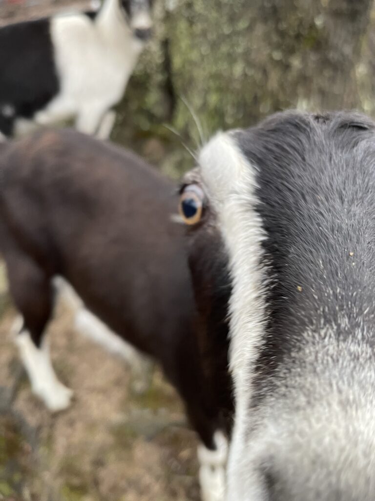 my lamancha goat Ellie